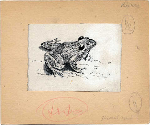 Курдов Валентин Иванович. Лягушка